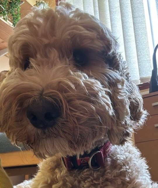 Teddy a 3 year old Irish doodle